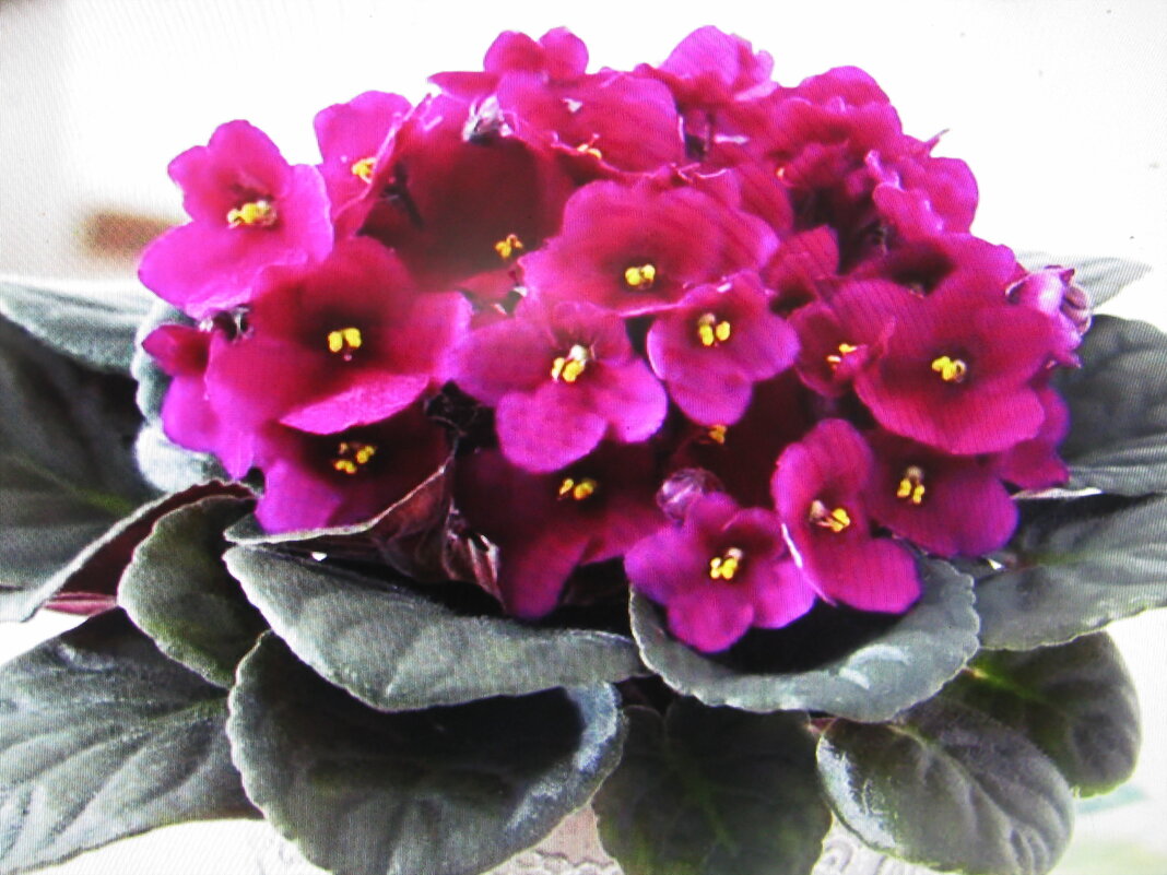 Красота на окошке - Людмила Смородинская Красота на окошке - Людмила Смородинская