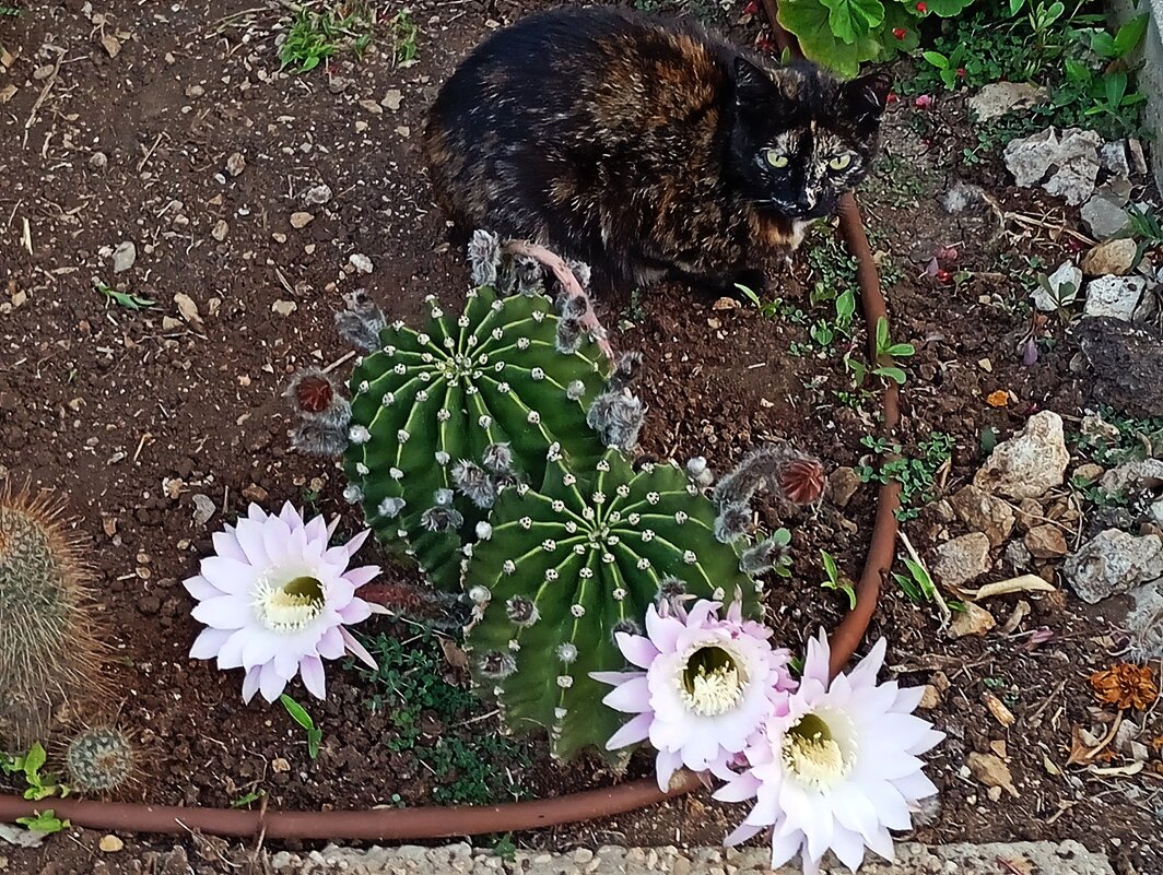кот и кактус - кто кого защищает? - Александр Корчемный