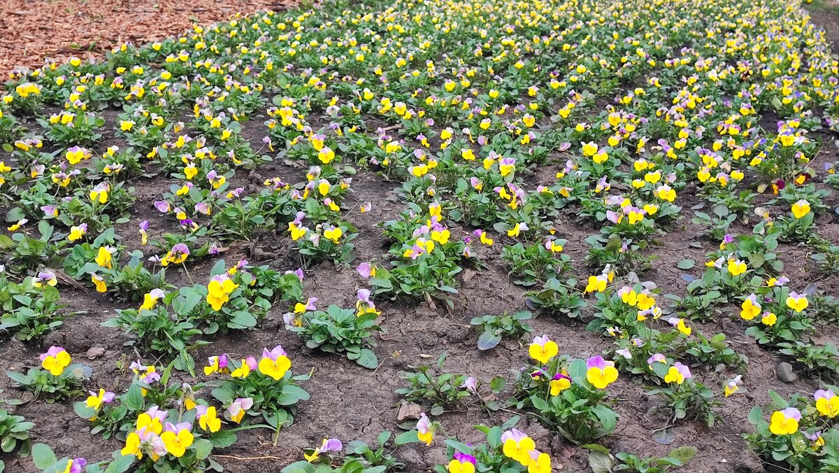 ,,, - Сергей Тимоновский