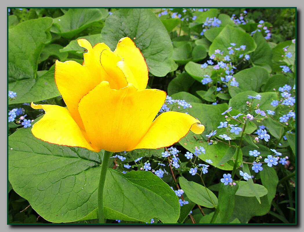 Весеннее настроение. - Ольга Довженко