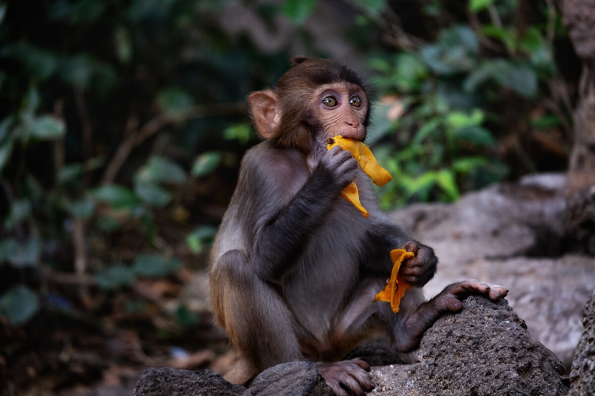 НА ОСТРОВЕ ОБЕЗЬЯН(ХАЙНЯНЬ) - Александр НА ОСТРОВЕ ОБЕЗЬЯН(ХАЙНЯНЬ) - Александр