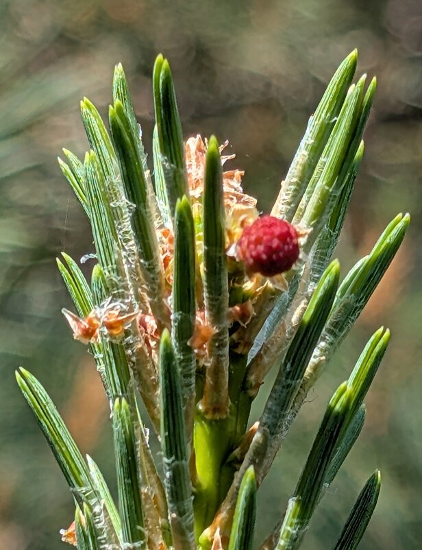 *** - Хэлен ***