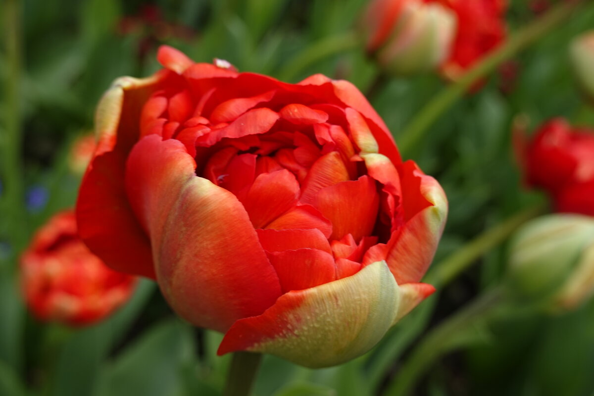 ... - Галина ... - Галина