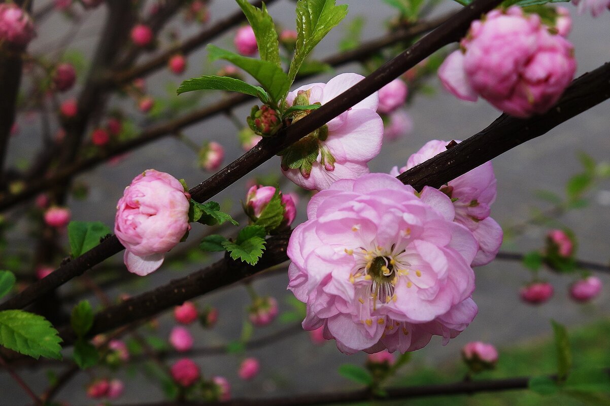 Цветет Миндаль - Рита Симонова Цветет Миндаль - Рита Симонова