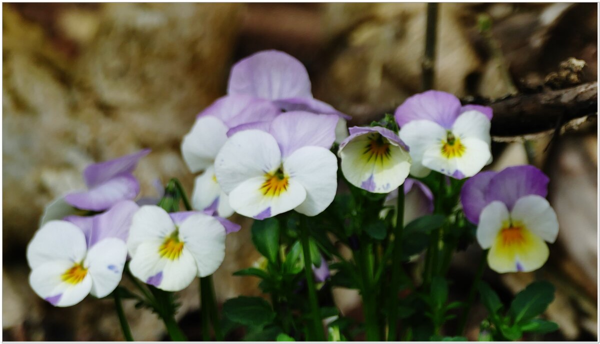 АНЮТИНЫ ГЛАЗКИ... - Elvira E. АНЮТИНЫ ГЛАЗКИ... - Elvira E.