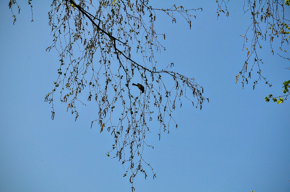 Птичка - невеличка,,,) - Анатолий Колосов