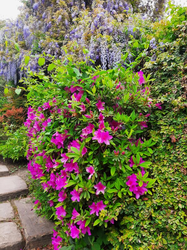 АЗАЛИЯ - Tata Wolf АЗАЛИЯ - Tata Wolf