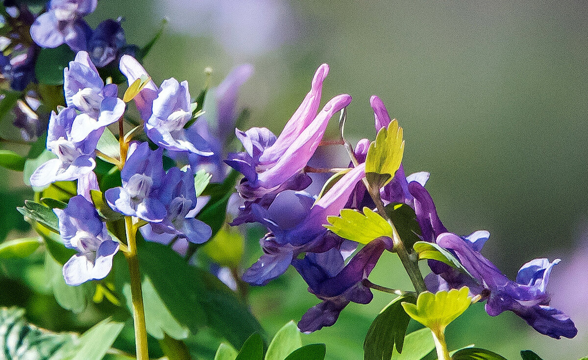 Хохлатка. - Владимир Безбородов