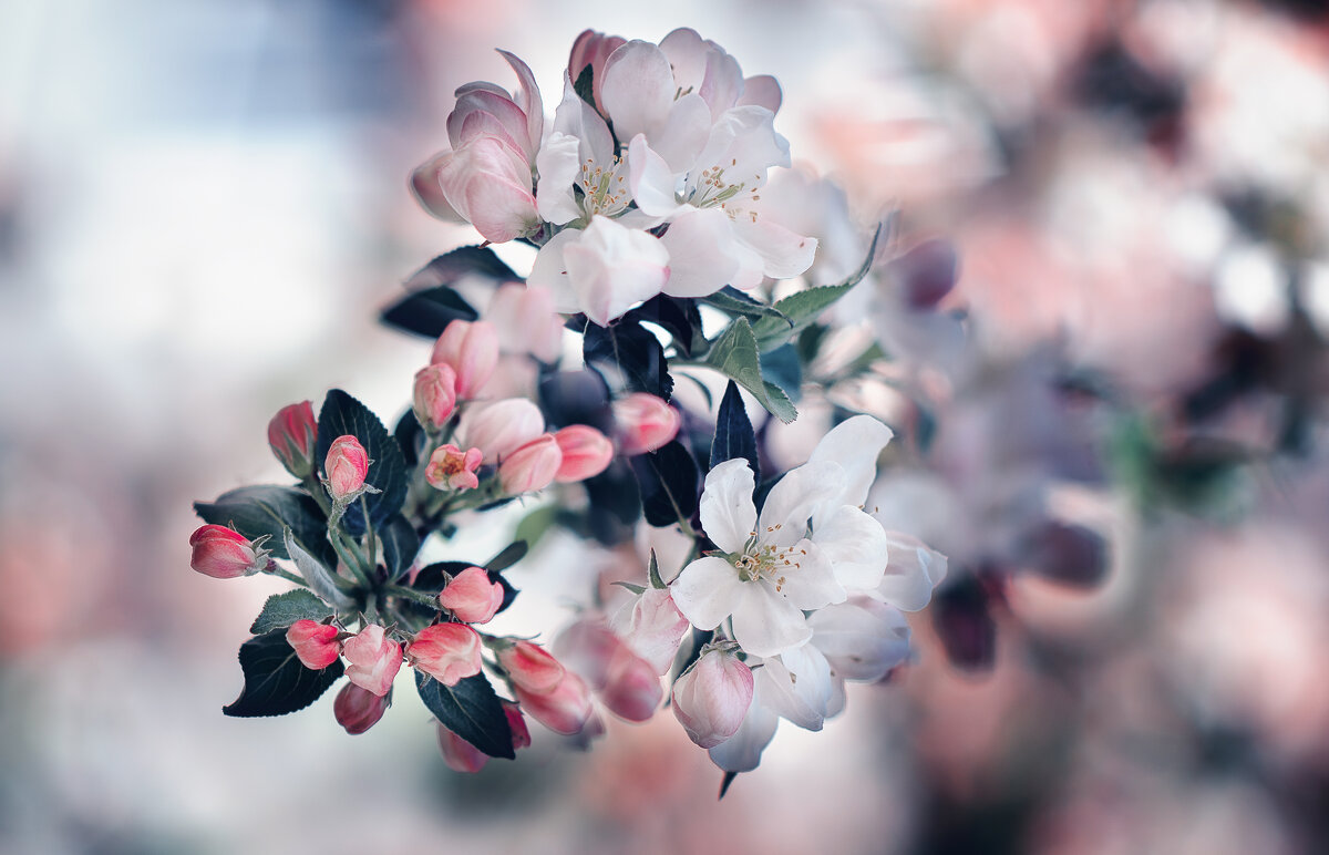 яблоня - Лилия .