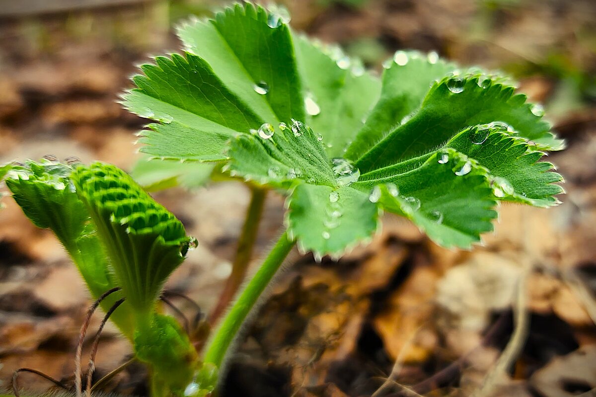весенняя свежесть - IMir 