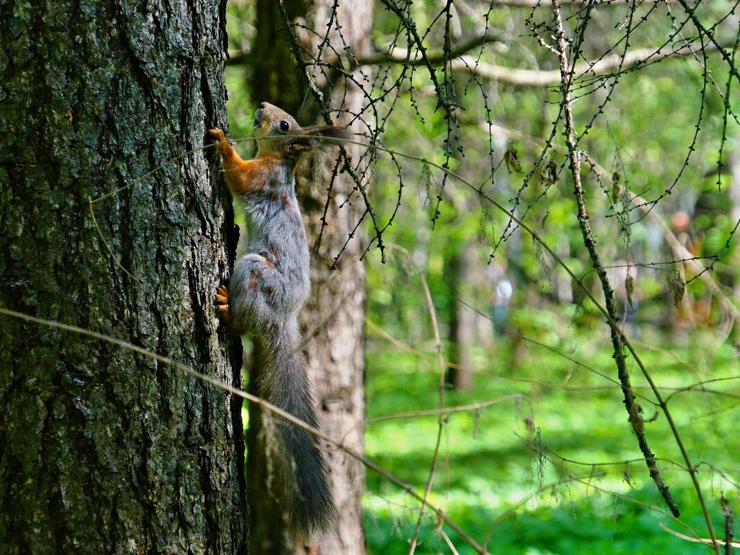 Меняем шубку - Наталья Лакомова