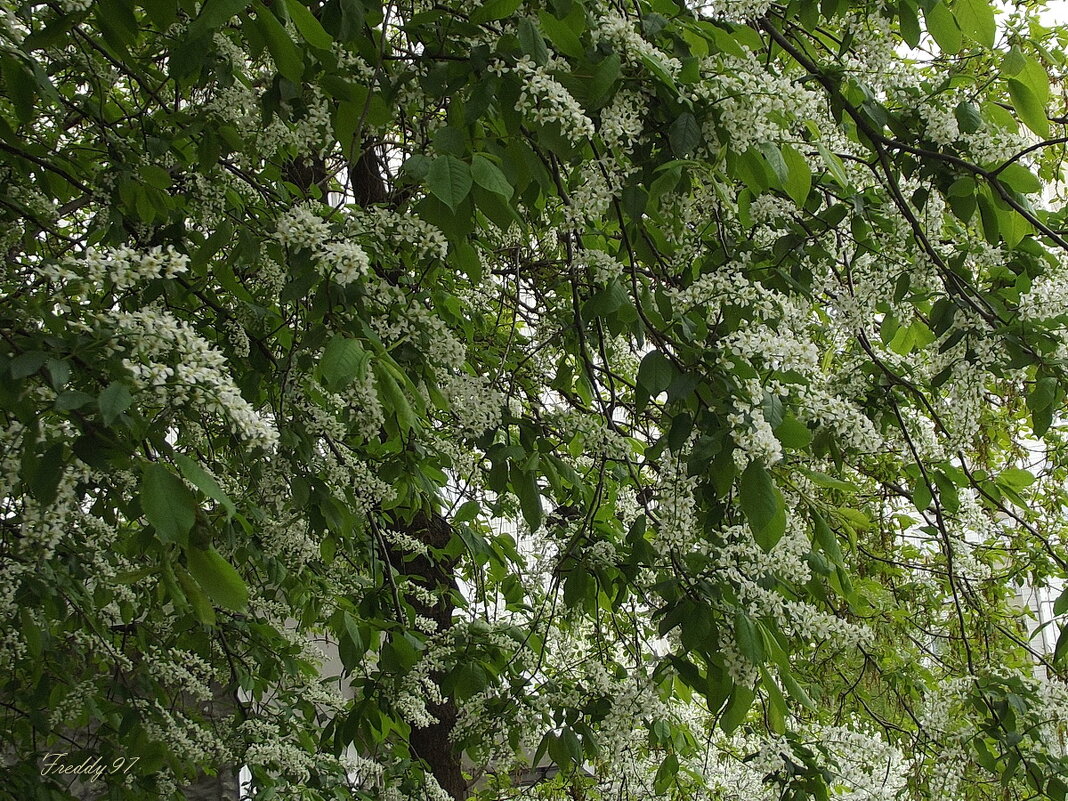 Черёмуха - Freddy 97