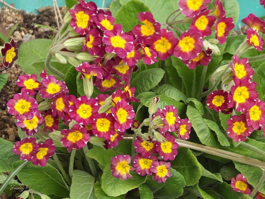 Примула - Freddy 97