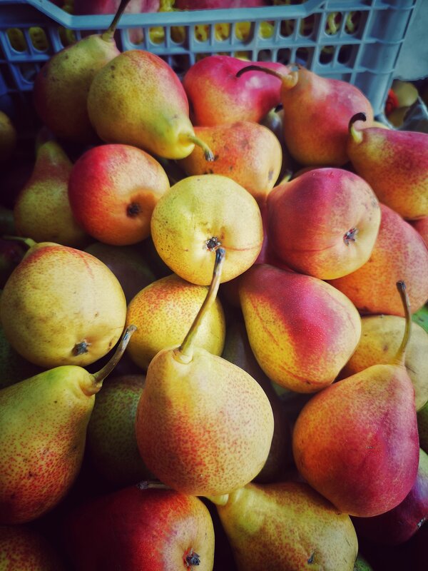 ГРУШИ - Алексей Архипов