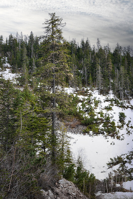 Весна на Мяо-Чане - Людмила Фил Весна на Мяо-Чане - Людмила Фил