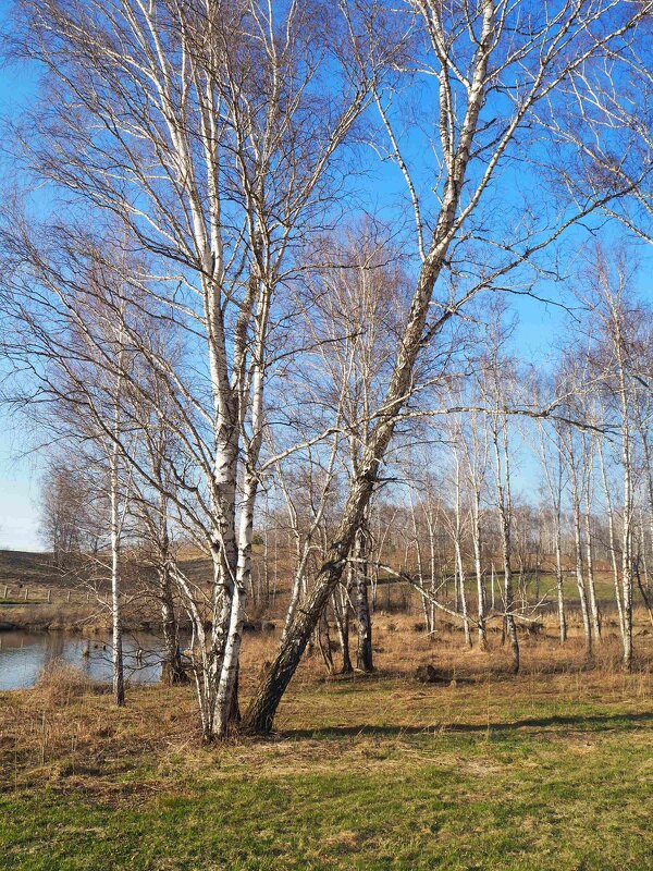 Апрель - Евгения Каравашкина