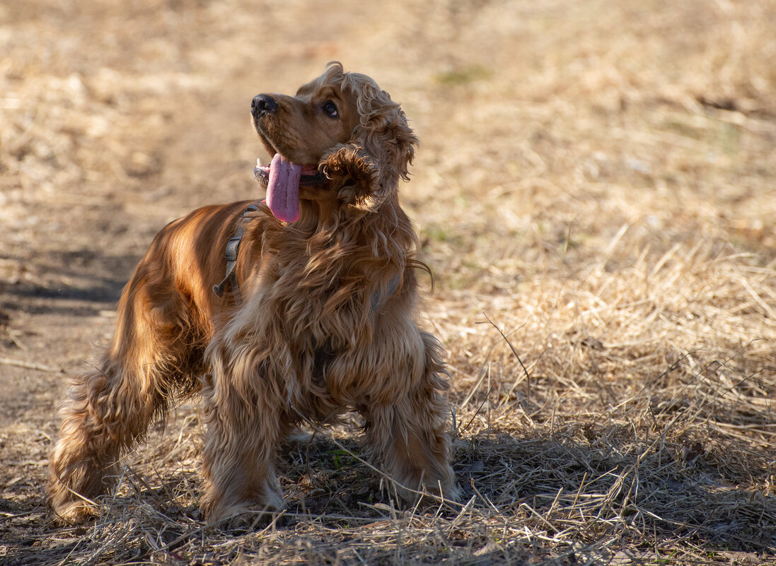 Весенние прогулки - Павел Харлин Весенние прогулки - Павел Харлин
