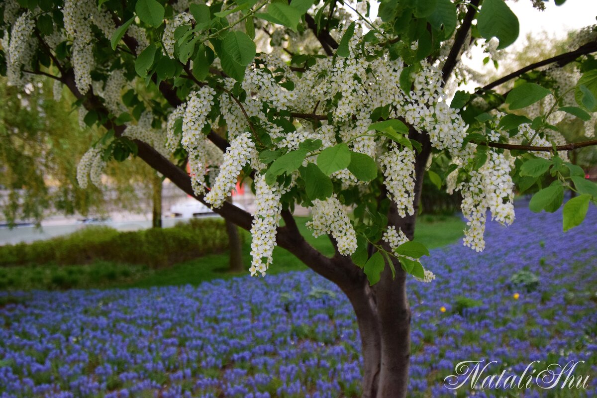 *** - Наталья Вязигина