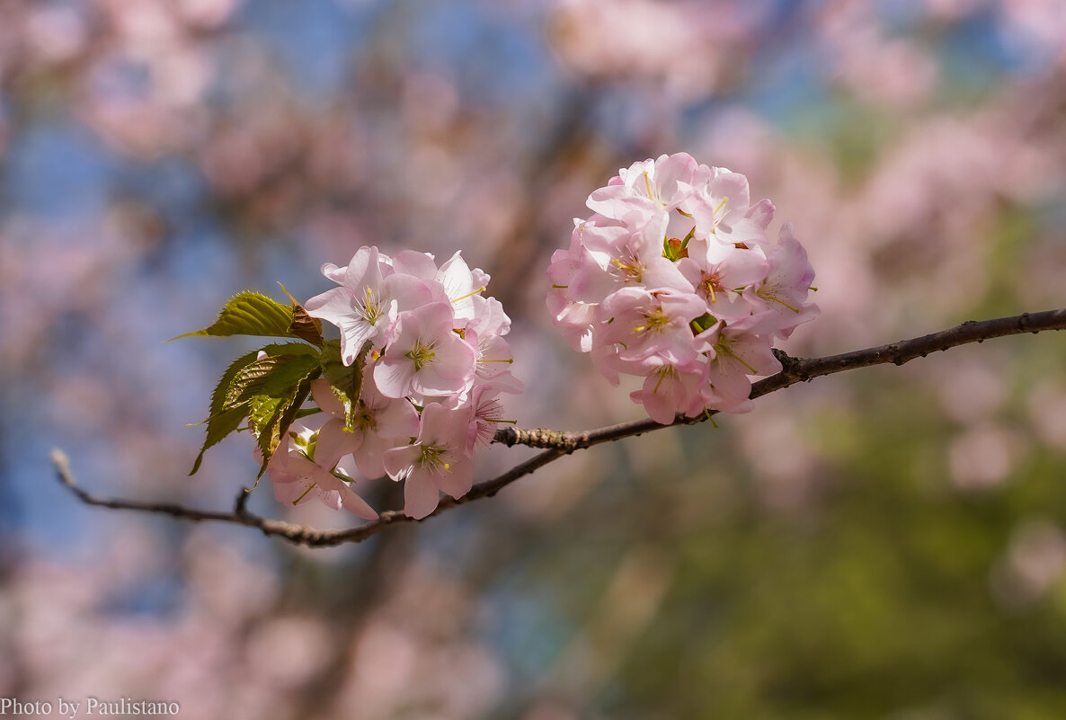 Цветущий апрель... - Владимир Жданов