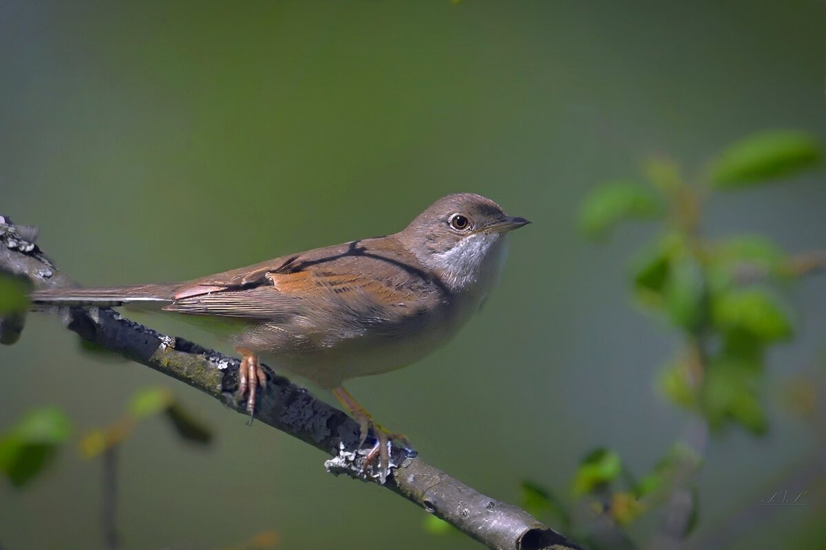 серая славка - Николай Соколухин
