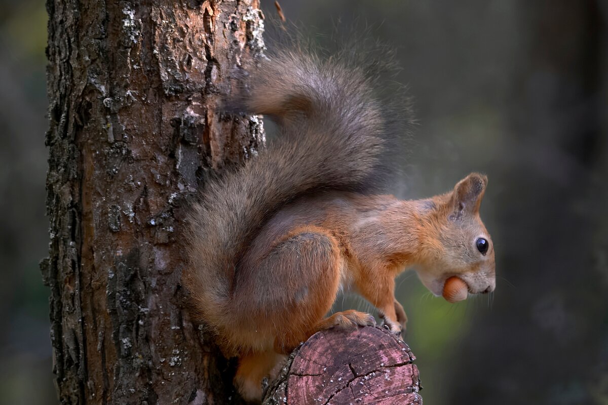 белка - Николай Соколухин