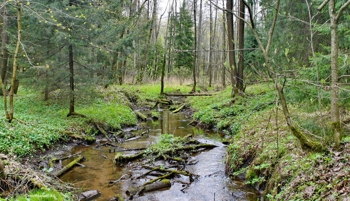 НЕ КАРЕЛИЯ... - mveselnickij НЕ КАРЕЛИЯ... - mveselnickij