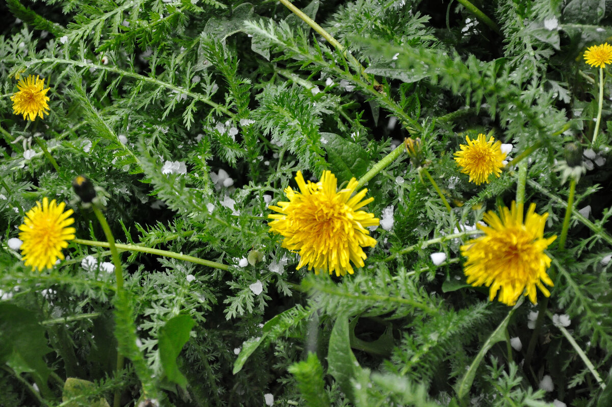 Снежная крупа после летней жары - Татьяна Машошина