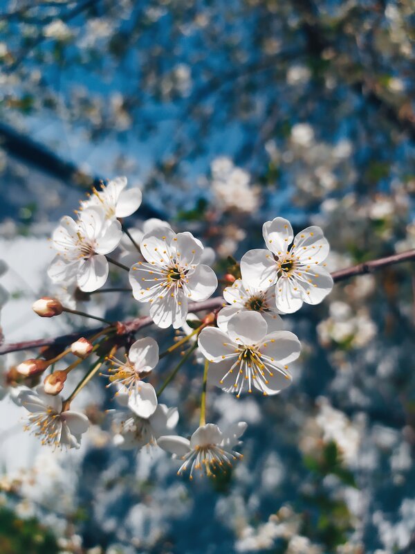В цвету - Любовь Иванова