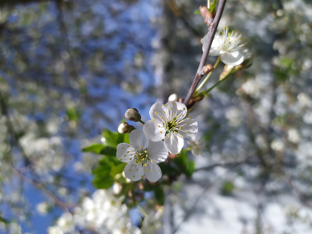 В цвету - Любовь Иванова В цвету - Любовь Иванова