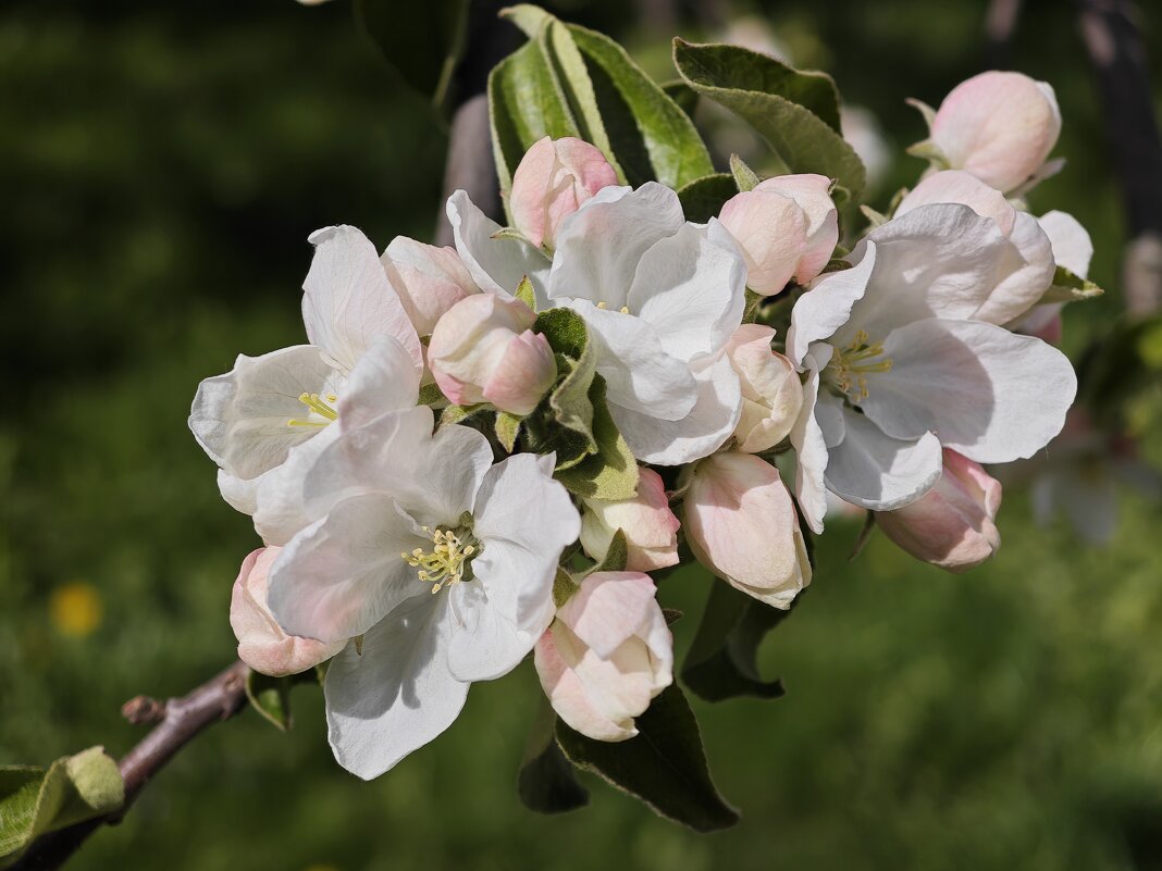 Цветет яблоня - <<< Наташа >>>