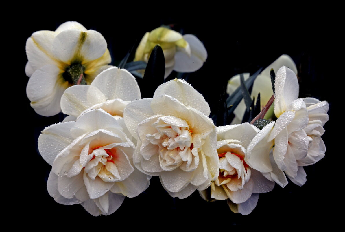 нарциссы - Михаил Бибичков