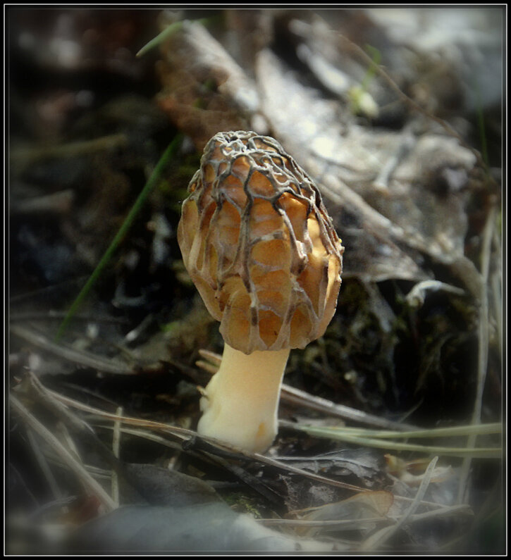 Строчок - Aleksandr Gal