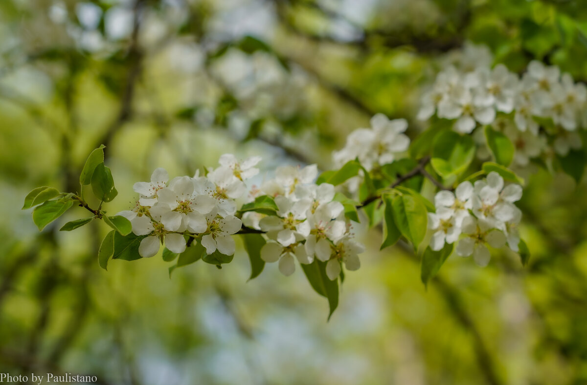Цветущий апрель... - Владимир Жданов Цветущий апрель... - Владимир Жданов