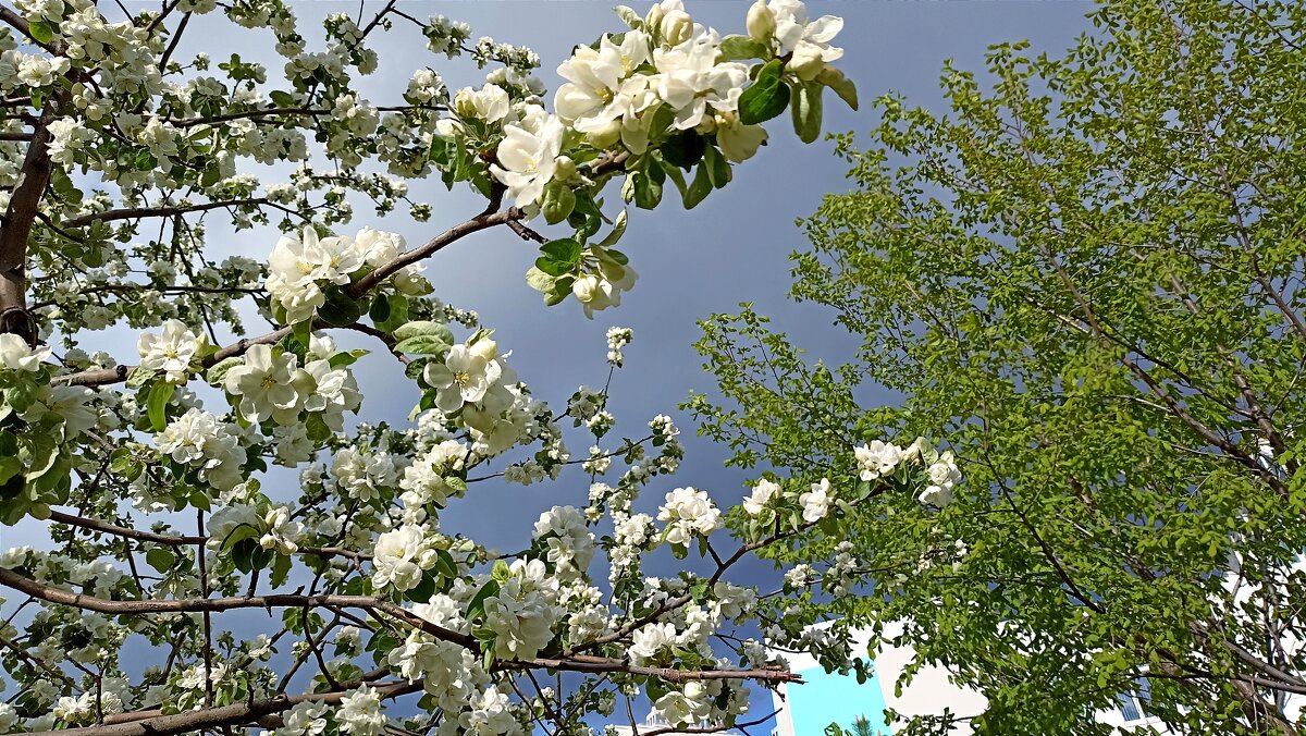 Яблоневый цвет под снеговыми тучами - Татьяна Тюменка