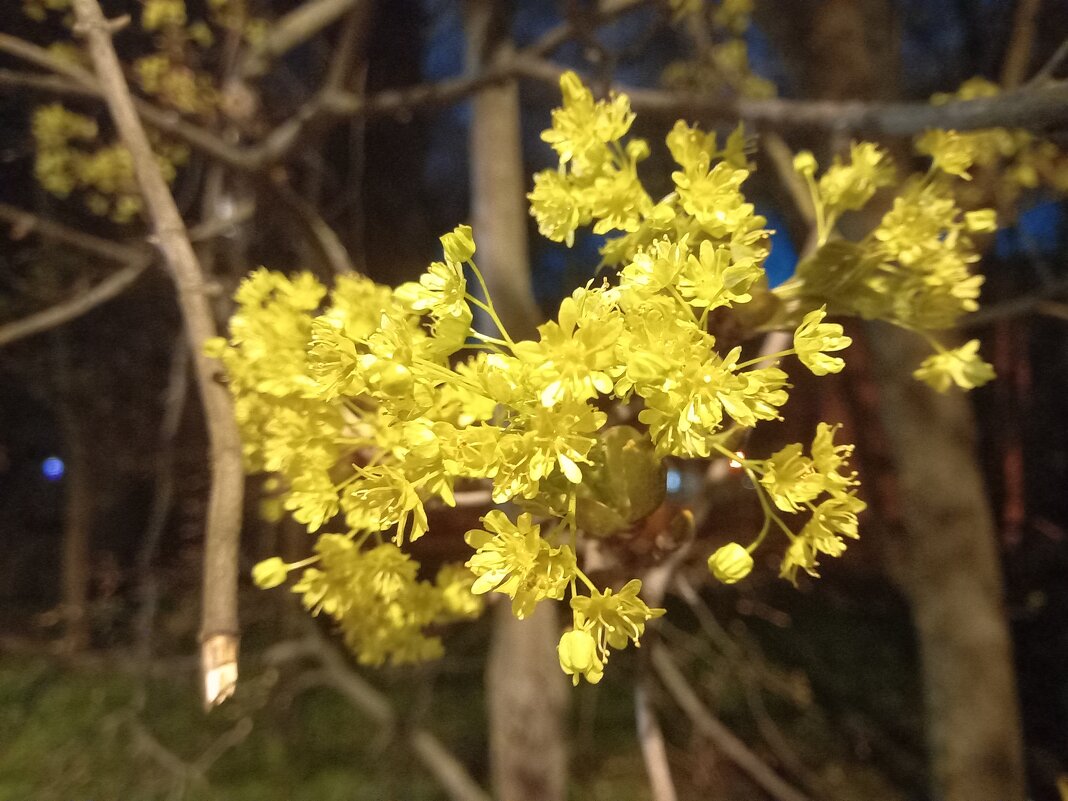 Клён - Сапсан 