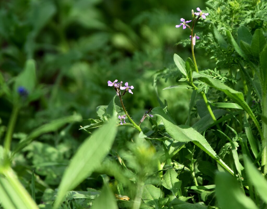 Сурепка - Павленко Михаил 