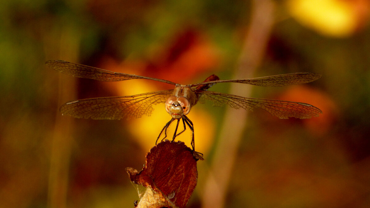 немного про стрекоз   1 - Александр Прокудин