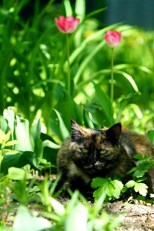 Уличный кот - александр 