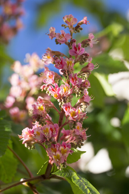 Красный каштан - Светлана Тихонина Красный каштан - Светлана Тихонина