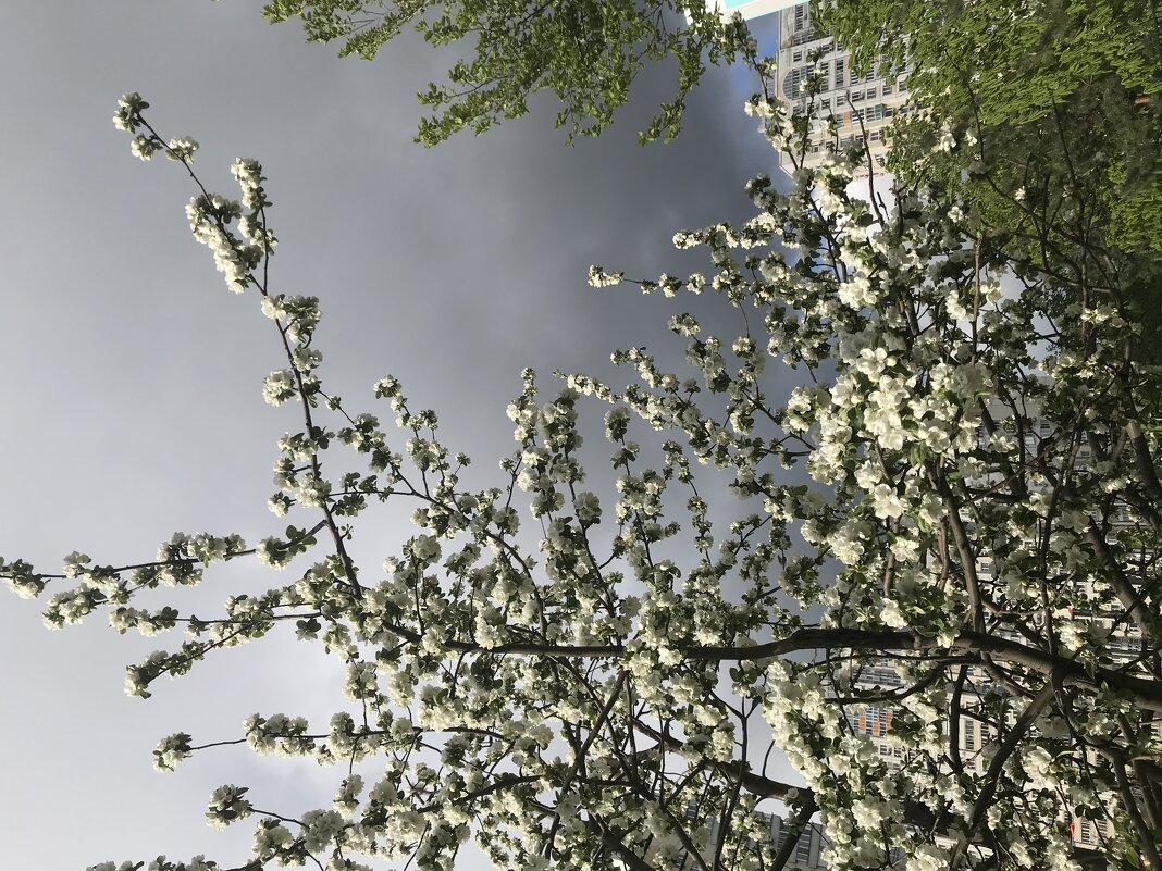 Не смотря на апрельский холод… - Pippa 