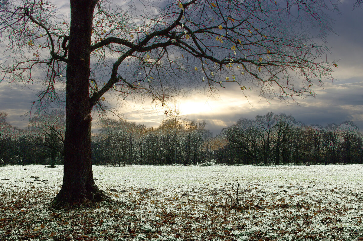 Последние листья - Евгений 