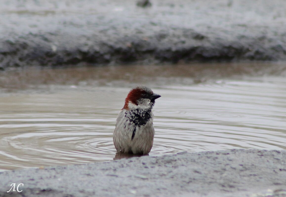 Купальный сезон открыл - Любовь Сахарова Купальный сезон открыл - Любовь Сахарова