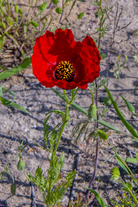 Мак - Анатолий Чикчирный