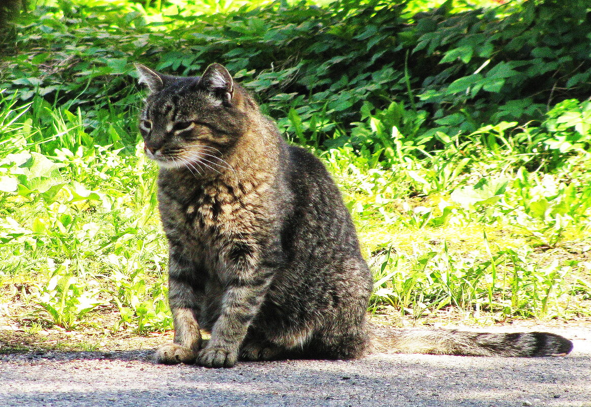 Пришёл в гости - Людмила Смородинская