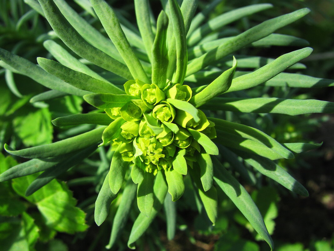 Кипарисовый молочай - Людмила Смородинская