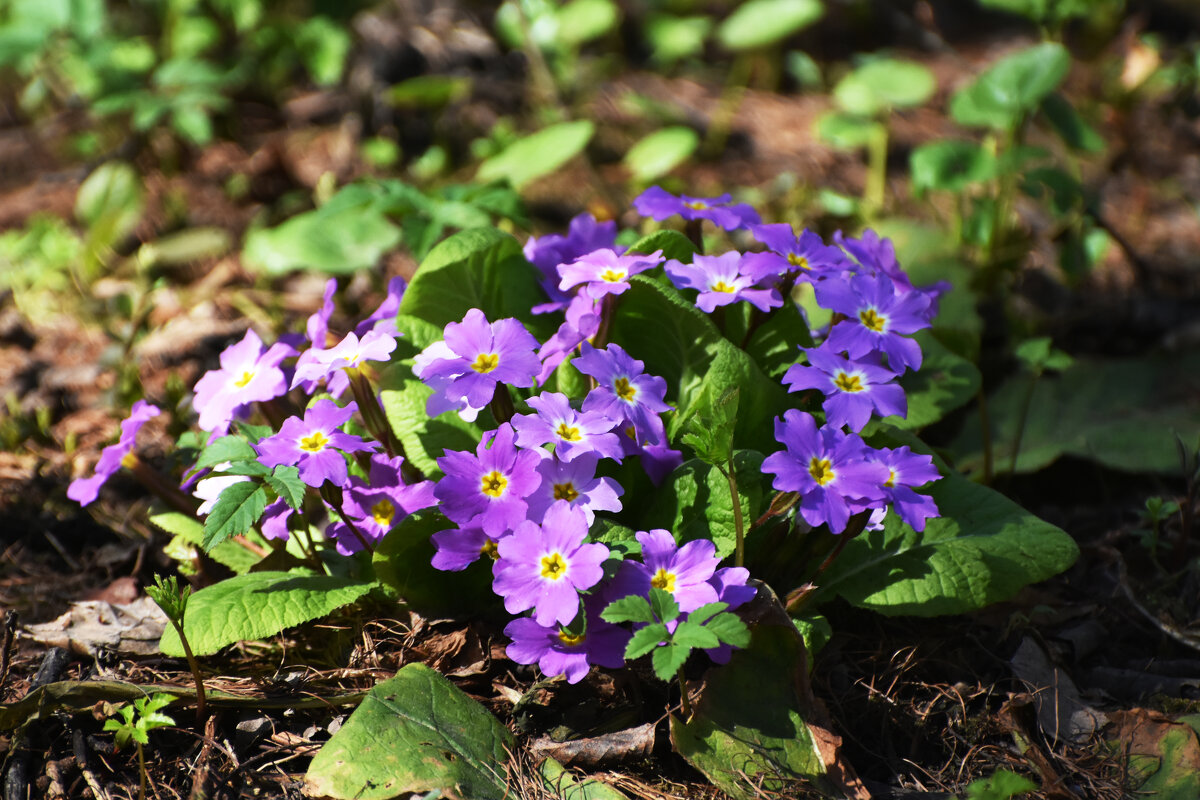 Москва. Ботанический сад МГУ. - Наташа *****