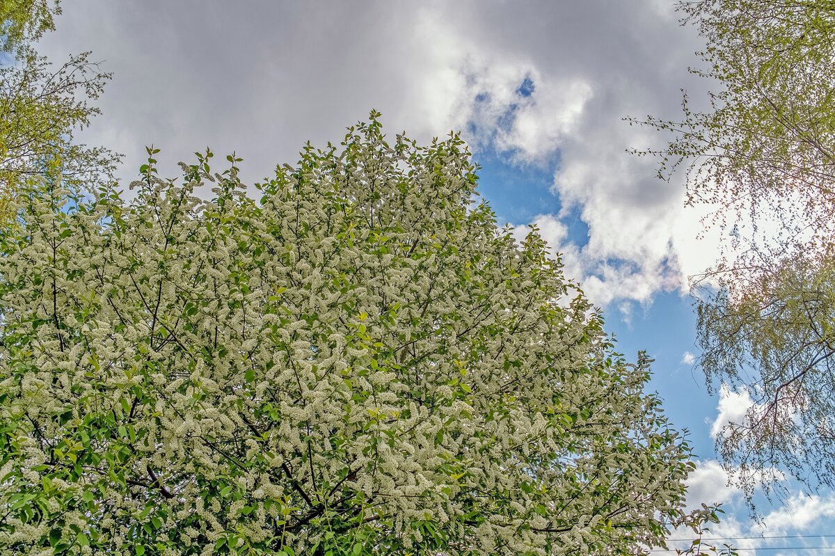 Черёмуха цветёт - Валерий Иванович Черёмуха цветёт - Валерий Иванович