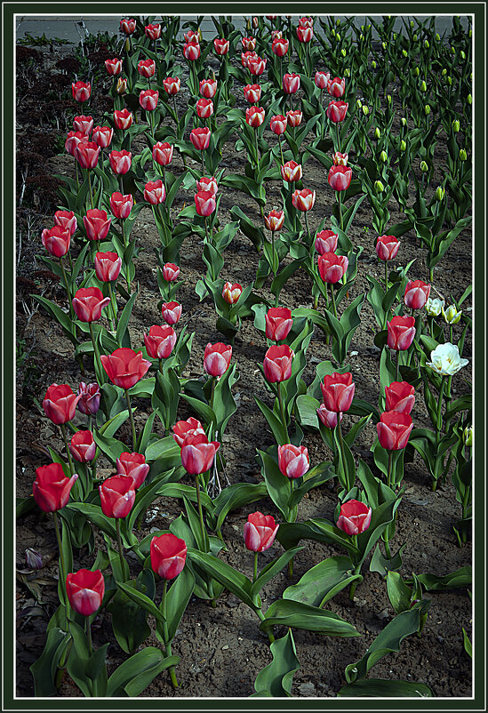 Ранние тюльпаны - Владимир Кроливец Ранние тюльпаны - Владимир Кроливец