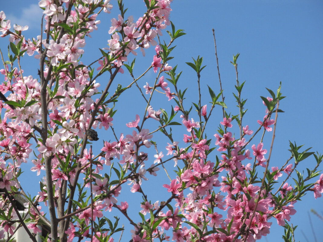 розовое - Елена Шаламова