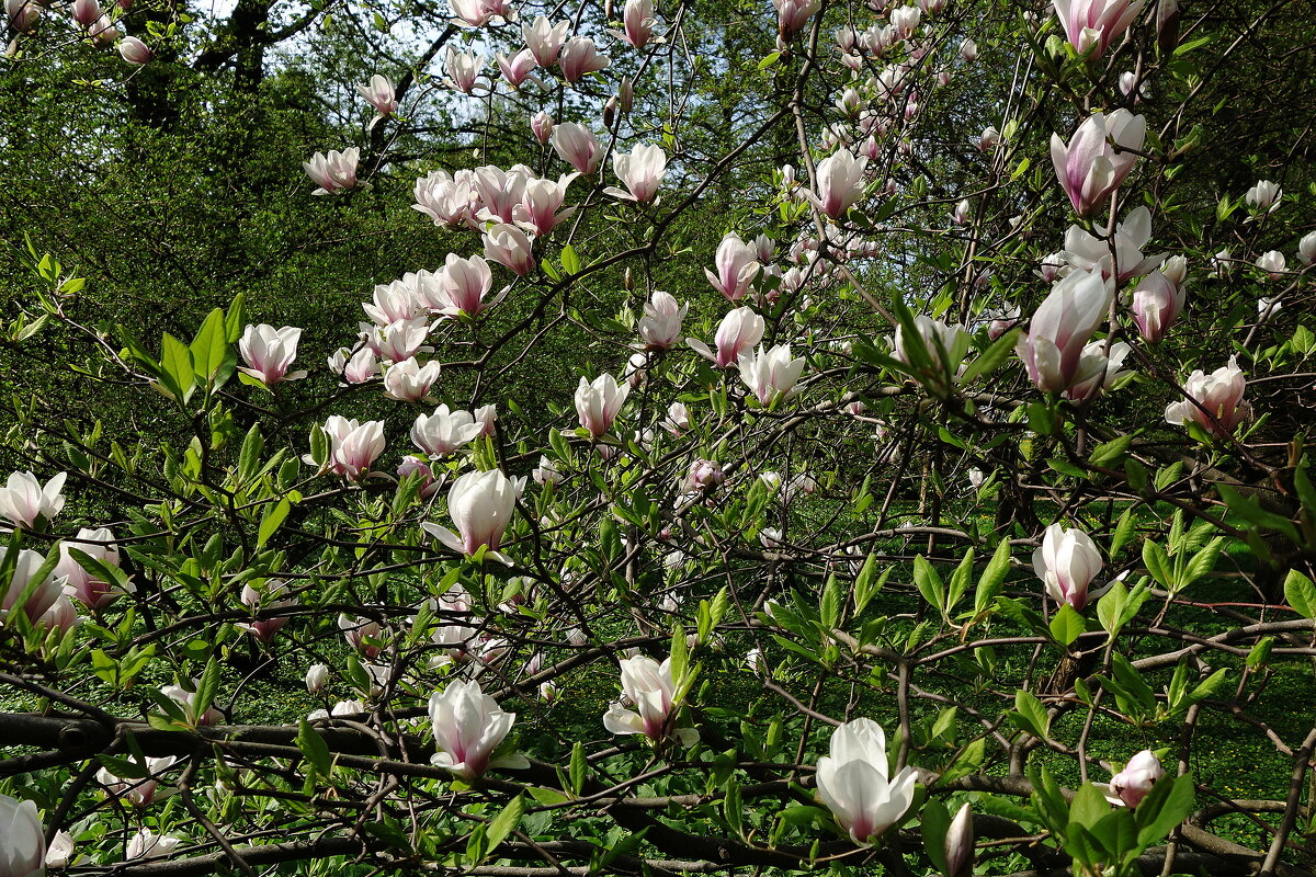 Цветет Магнолия - Рита Симонова